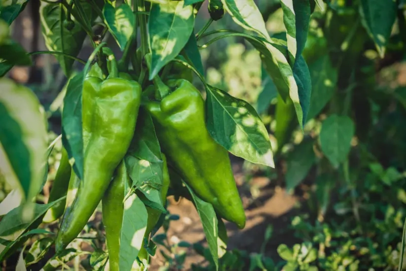 AJÍ PAPRIKA